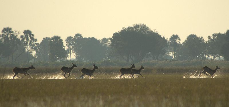 Antilopenherde im Okavango Delta (c) PanBK